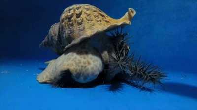 A Pacific giant triton swallowing up a crown-of-thorns sea star