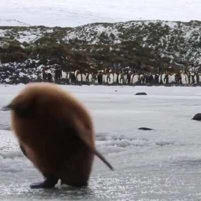 🔥 King penguin chick 🔥