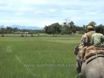 Royal Bengal Tiger Leap