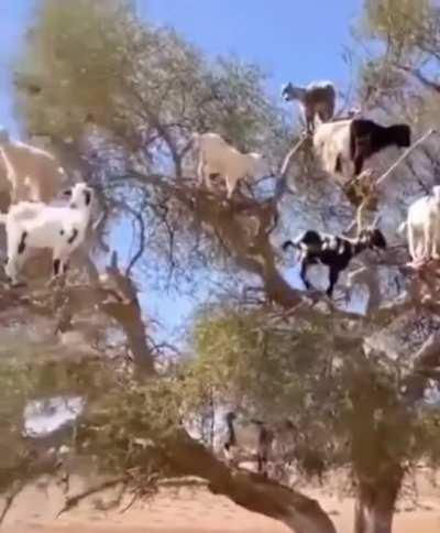 Goat Tree in Morocco