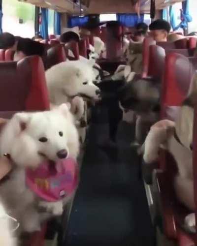 The husky tour bus is overflowing with cuteness