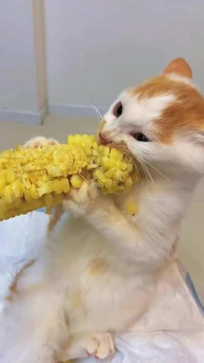 cat that likes corn