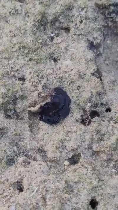 A marine flatworm with its crab prey at low tide. (Video credit to Kurt Cabahug)