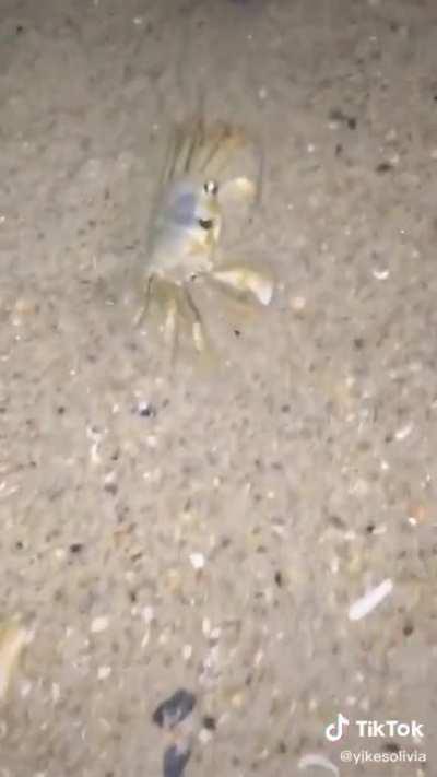 Angry crab throws sand