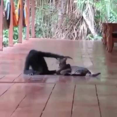 A monkey hugging a cat and being tender with it.