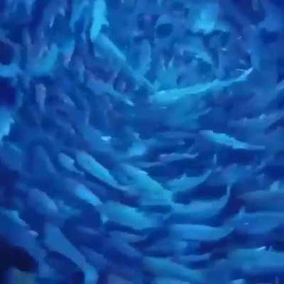 🔥 Fish Portal