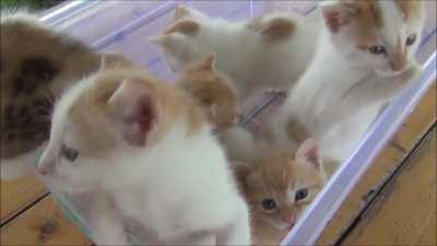 Container of Kittens Meowing