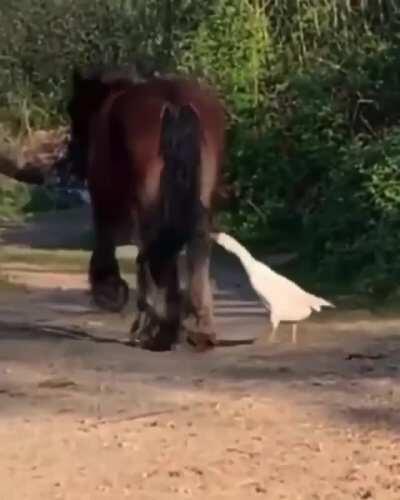 Goose tries to fight a horse and gets kicked into the next century