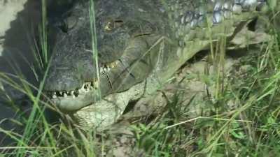 
Crocodile scoops up babies into her mouth...along with Spy Croc!
