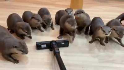 I really like Otters! Here is a army of Otters to light up your day!