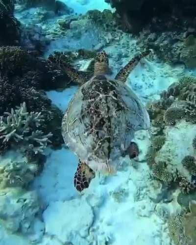 🔥 Turtle who survived a Shark attack