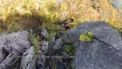 Bear attacks climber in Japan