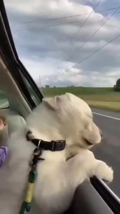 This pup is definitely ready for a road trip 😎🤙🏻