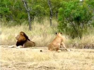 Lioness was determined to get a lion's attention but had no luck in getting him to take notice of her