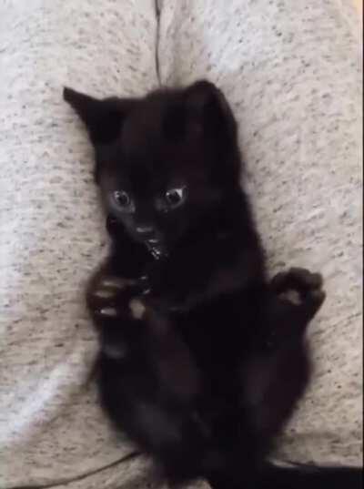 Kitten discovering that he has feet