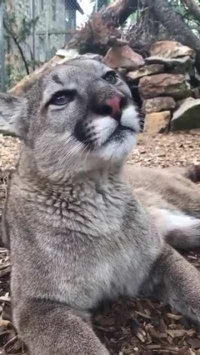 Cougar purring