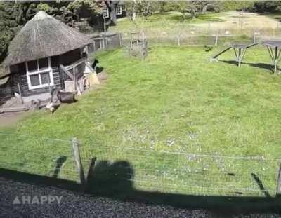 Farm animals get together to save chicken from a hawk attack!