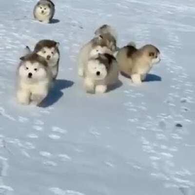 Roaming pack of hungry beasts