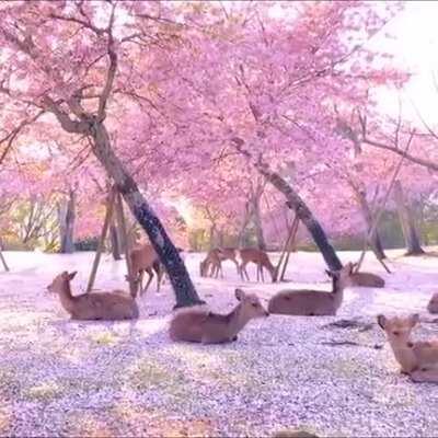 A herd of deers relaxing by the cherry blossom