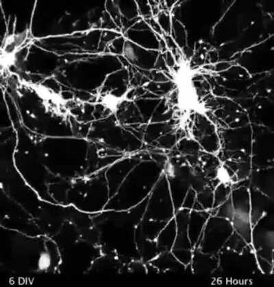 Synaptogenesis - Brain cells forming connections. - [Thank you my fellow braincells for the connections we have made.]