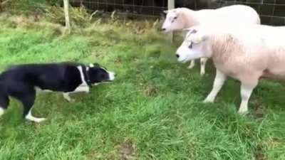 this shepherd dog with a pair of less docile sheep