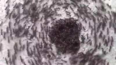 An &quot;ant mill&quot; is an observed phenomenon in which a group of army ants, which are blind, are separated from the main foraging party, lose the pheromone track and begin to follow one another, forming a continuously rotating circle. The ants will eventually 