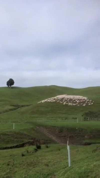 Shepherd's life