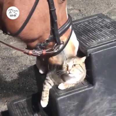 Horse pets cat.