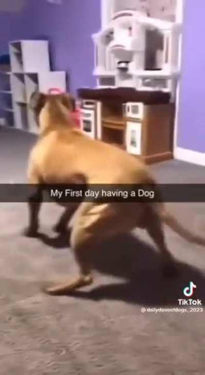 first day having a dog