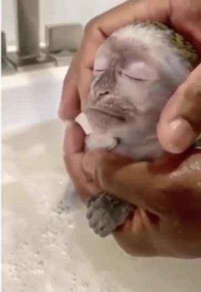 Baby monkey receiving a bath!