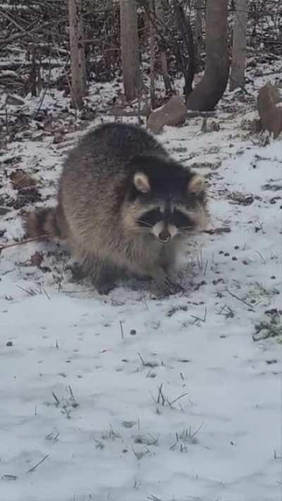 Excuse me Sir, you have some snow on your nose.