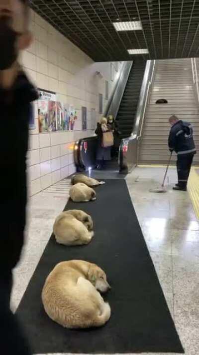 Dogs resting in the Üsküdar Marmaray station.