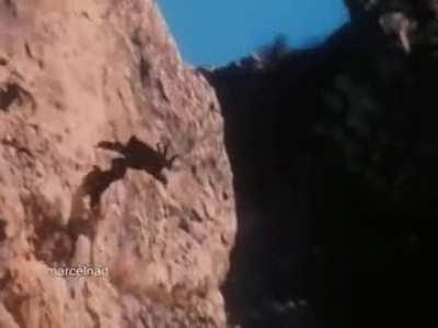 A golden eagle snatches an ibex from the side of a mountain and flies off with it