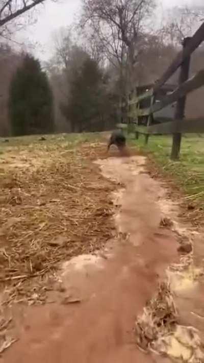 This dog helps his owner to direct the flow of water