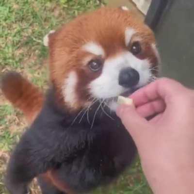 Red Panda deserves a treat