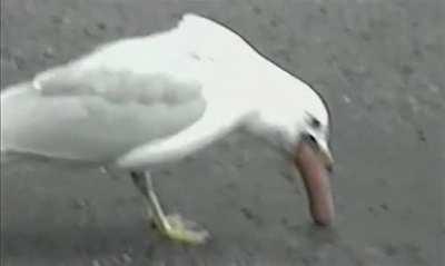 Seagull