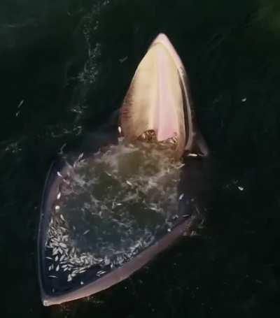 🔥 Drone footage of an Eden’s whale trap feeding strategy