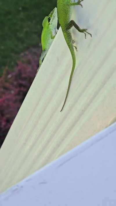 2 lizards fighting