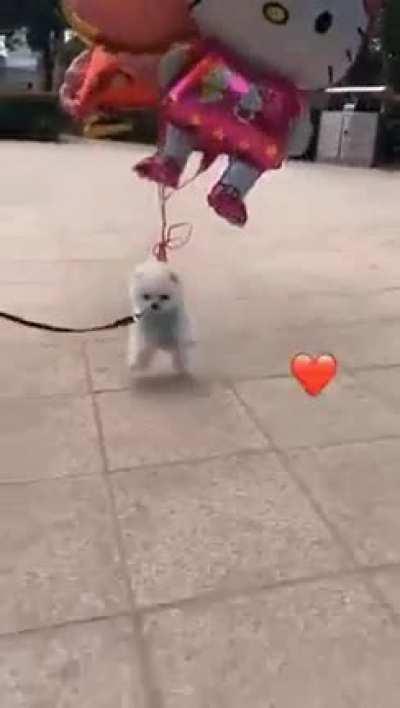 to walk a small dog.