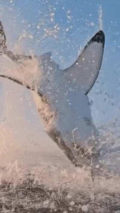 This Shark Attack