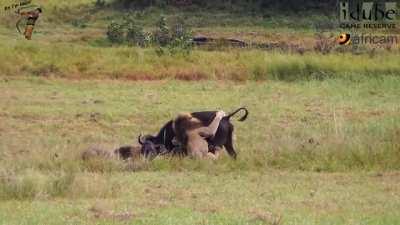 Buffalo and Calf walk right into a Lion ambush