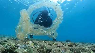 Helicosalpa tunicate filmed off the coast of Osezaki, Japan
