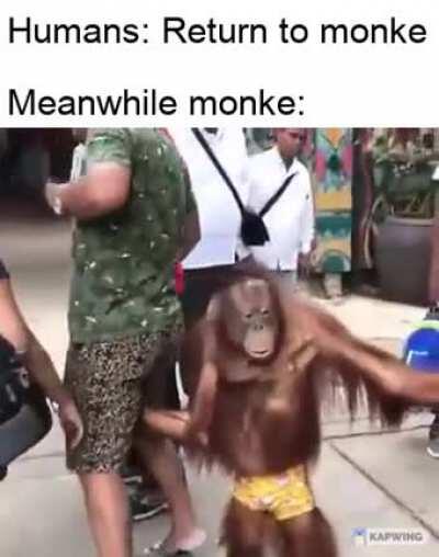 Monkeys are a curious species