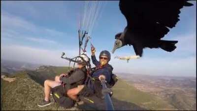 Vulture hitching ride on paraglider’s selfie stick above Algodonales, in Andalucia