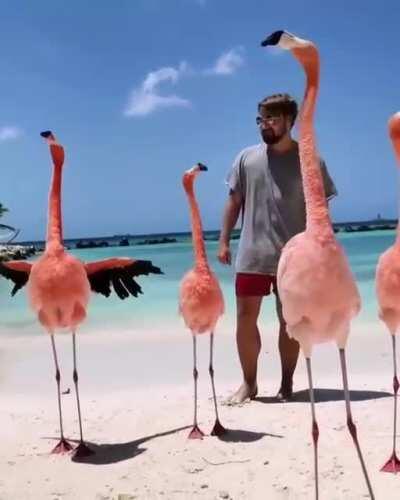 Flamingos practicing for their dance recital