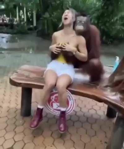 This Ape Gots Game!