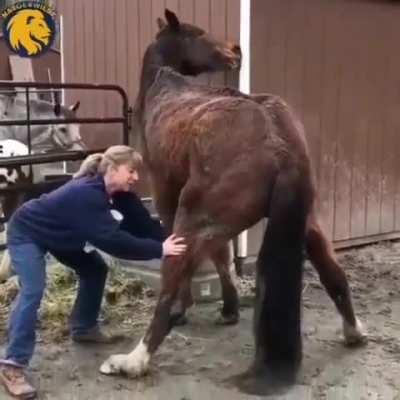 Pleasing the horse