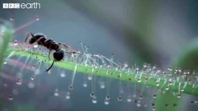 Charles Darwin's favourite Flora was the Sundew, Worlds most efficient carnivorous plant.