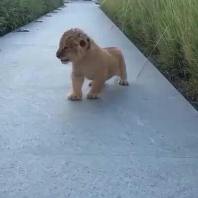 enjoy this baby lion that roared for the first time 🦁