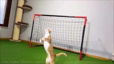 goalkeeper cat like superanimal